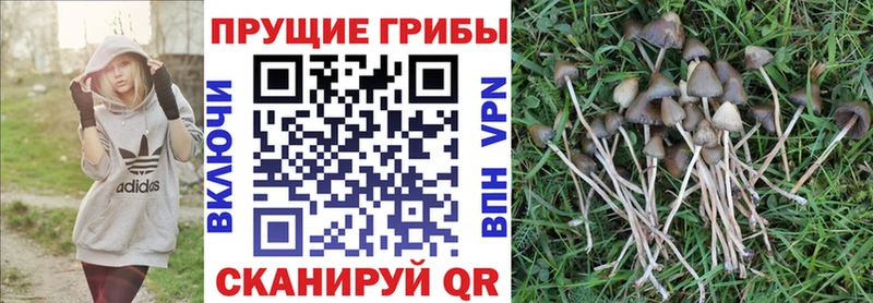 Галлюциногенные грибы Psilocybine cubensis  Отрадный 